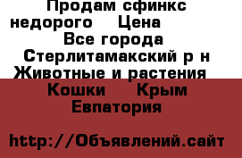 Продам сфинкс недорого  › Цена ­ 1 000 - Все города, Стерлитамакский р-н Животные и растения » Кошки   . Крым,Евпатория